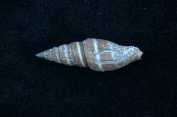 藏品(黑筆螺)的圖片